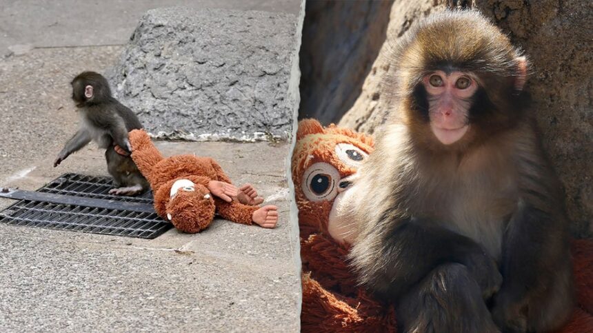 American tourists arrested in Japan after alleged break-in at viral monkey Punchs enclosure