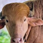 Albino buffalo nicknamed 'Donald Trump' becomes sensation at Bangladesh's national zoo for its blond hair