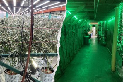 California seizes 63,000 pounds of illegal cannabis worth $104 million in major crackdown