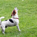 Inquiring minds are asking: How soon is too soon to get a new dog after losing your four-legged best friend?