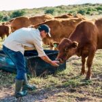 America's beef supply shrinks as cattle farmer warns 'the numbers are just not here anymore'