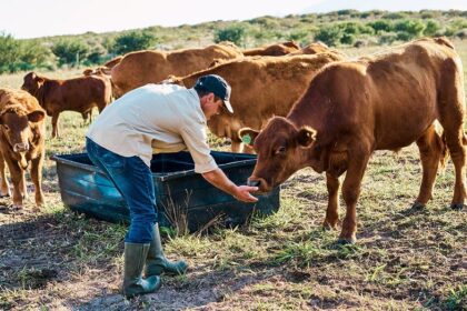 America's beef supply shrinks as cattle farmer warns 'the numbers are just not here anymore'