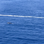 At least 40 rescued, 2 dead as boat capsizes after machete fight near Puerto Rico