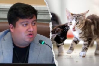Blue state councilman mocked after claiming self-driving cars are 'murdering' pets: 'Hide your cats'