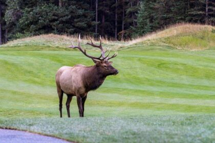 Viral video shows massive elk smash car window with brute force in Colorado